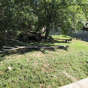 African Lion Habitat