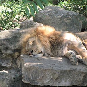 African Lion