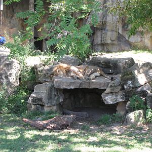 African Lion Habitat