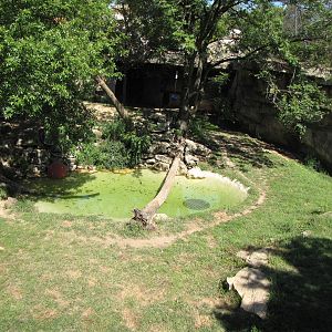 African Lion Habitat