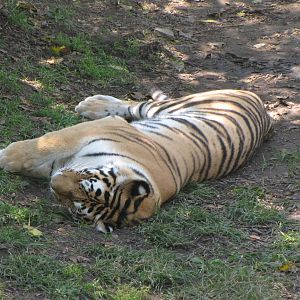 Amur Tiger