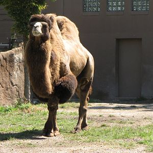 Bactrian Camel