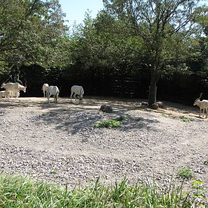 Addax Habitat