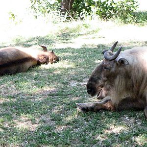 Sichuan Takin
