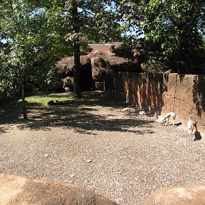 Speke's Gazelle - Red Rocks