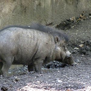 Visayan Warty Pig