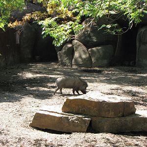 Visayan Warty Pig Habitat