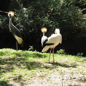 Crowned Crane/White Stork