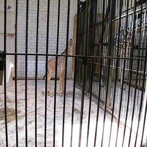 Newborn Reticulated Giraffe