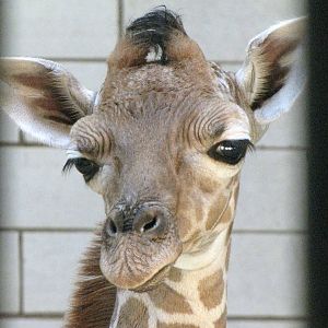 Newborn Reticulated Giraffe