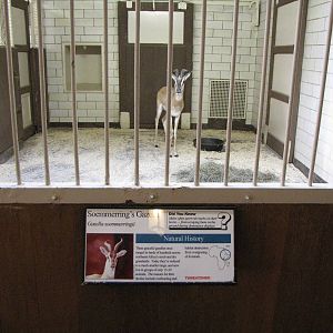 Soemmerrings Gazelle