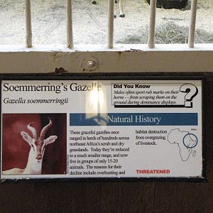 Soemmerrings Gazelle