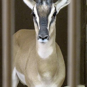 Soemmerrings Gazelle