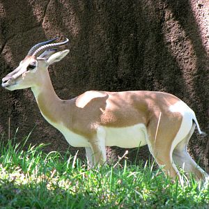 Soemmerrings Gazelle