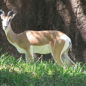 Soemmerrings Gazelle