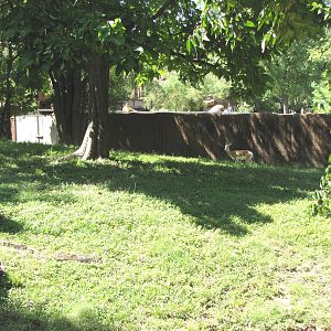 Soemmerrings Gazelle Yard - Red Rocks