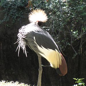 African Crowned Crane