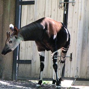 Okapi