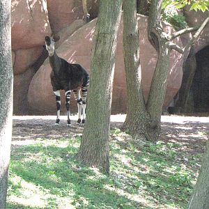 Okapi Habitat - Red Rocks