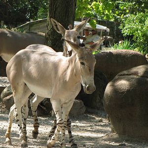 Somali Wild Ass - Red Rocks