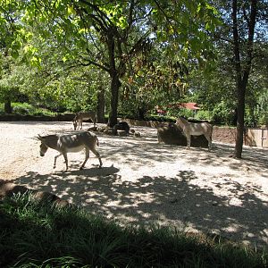 Somali Wild Ass - Red Rocks