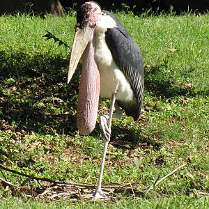 Marabou Stork