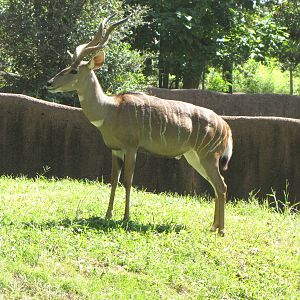 Lesser Kudu