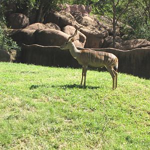 Lesser Kudu - Red Rocks