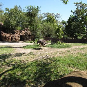 Reticulated Giraffe/Ostrich Exhibit - Red Rocks