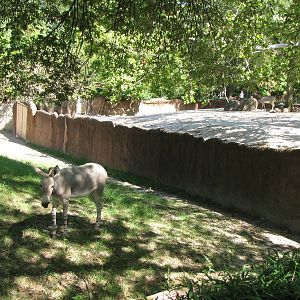 Somali Wild Ass Yards - Red Rocks