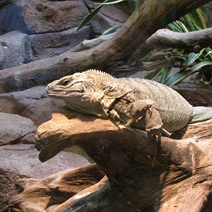 Jamaican Iguana