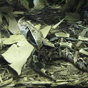 Gaboon Viper