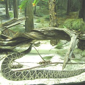 Eastern Diamondback Rattlesnake
