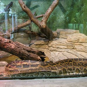 Burmese Python