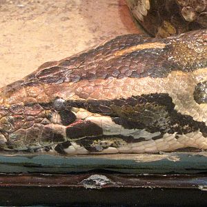 Burmese Python