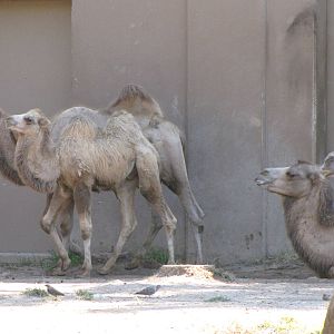 Bactrian Camels