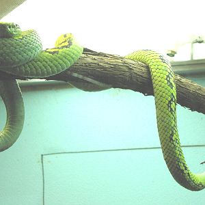 Yellow-blotched Palm-Pitviper