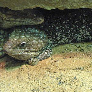 Stump-tailed Skinks