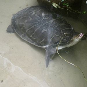 Southeast Asia Narrow-headed Softshell Turtle