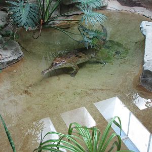 False Gharial