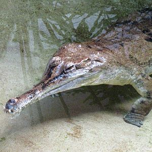 False Gharial