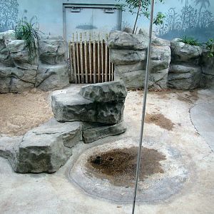 Indoor Aldabra Tortoise Exhibit