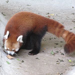 Red Panda