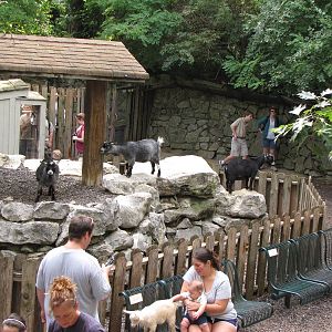 Contact Petting Area