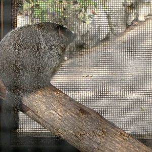 Woodchuck - Children's Zoo