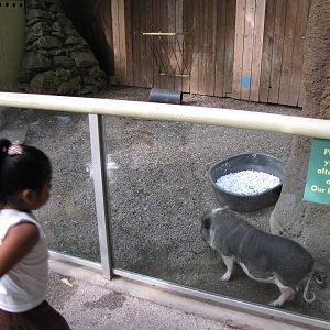 Pot-bellied Pig - Children's Zoo