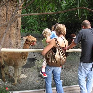 Alpaca Enclosure - Children's Zoo