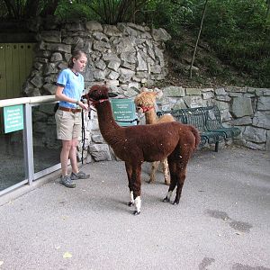 Keeper With Alpacas