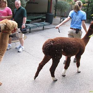 Keeper With Alpacas