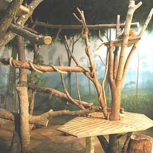 Matschie's Tree Kangaroo - Children's Zoo